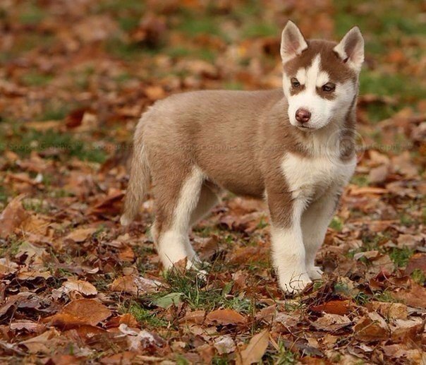 Самые очаровательные хаски