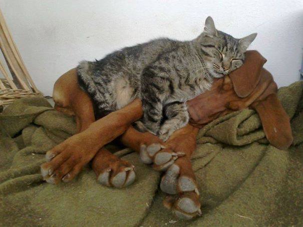 Друг, который удобней подушки