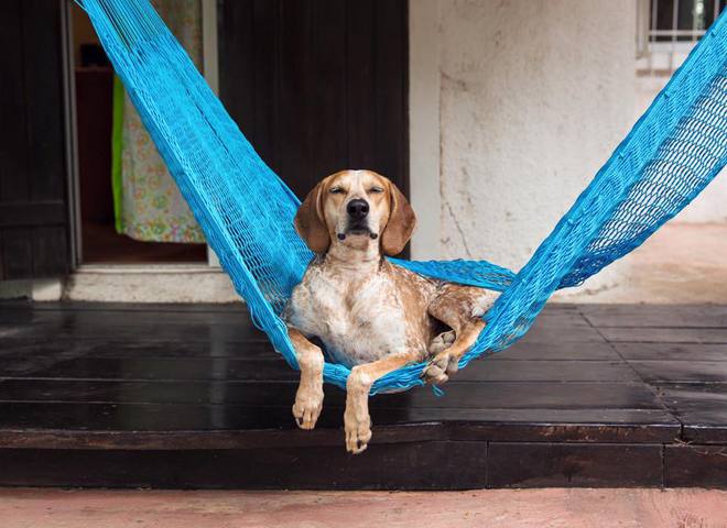Невероятные приключения собаки-путешественницы Мэдди по Америке