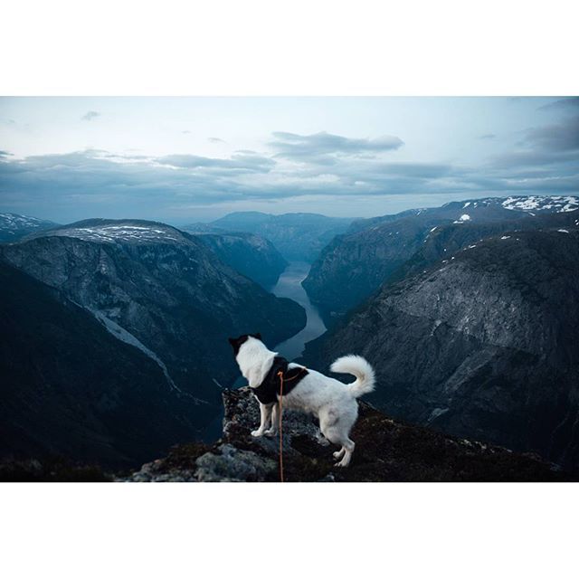 хаскі Акіак 