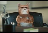 Каждому бы такого кота-помощника!