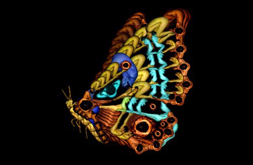 Картины из голых тел