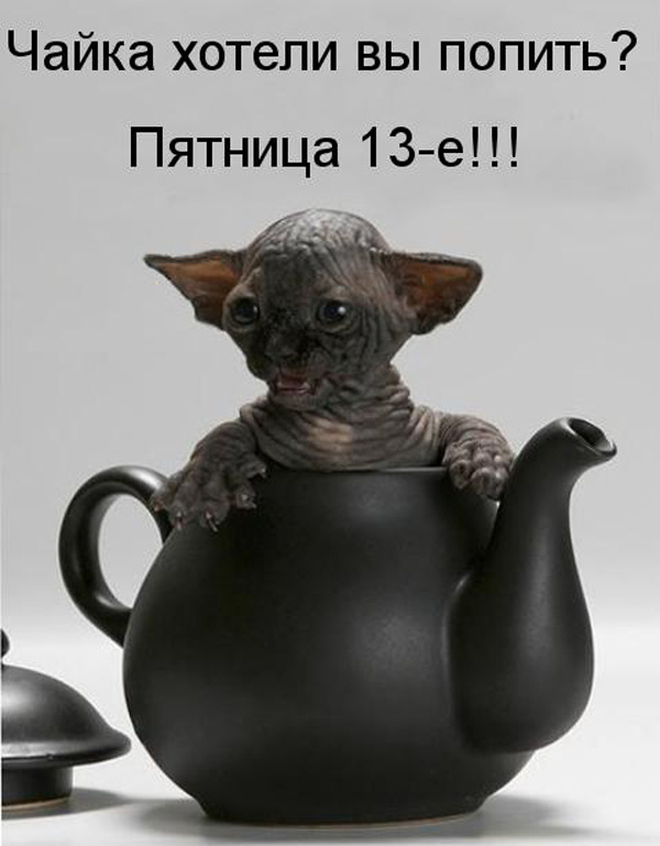 ТОП лучших котоматриц про пятницу 13-е