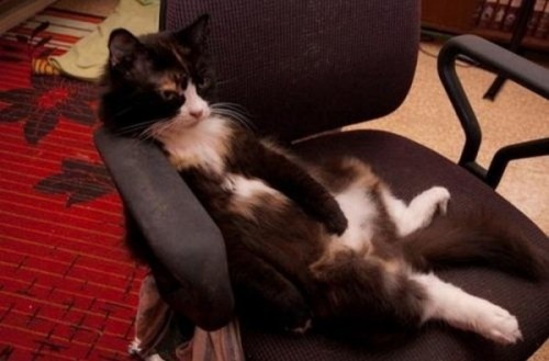 Вездесущие коты