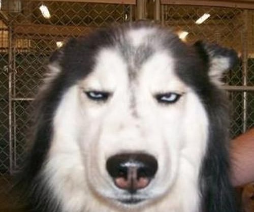 Смешная собака-кривляка