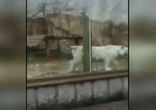 Бенгальский тигр напугал позирующую девушку