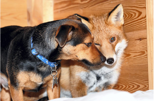 Топ зверушек