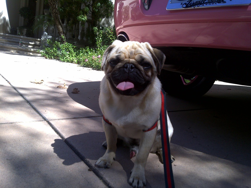 Періс Хілтон