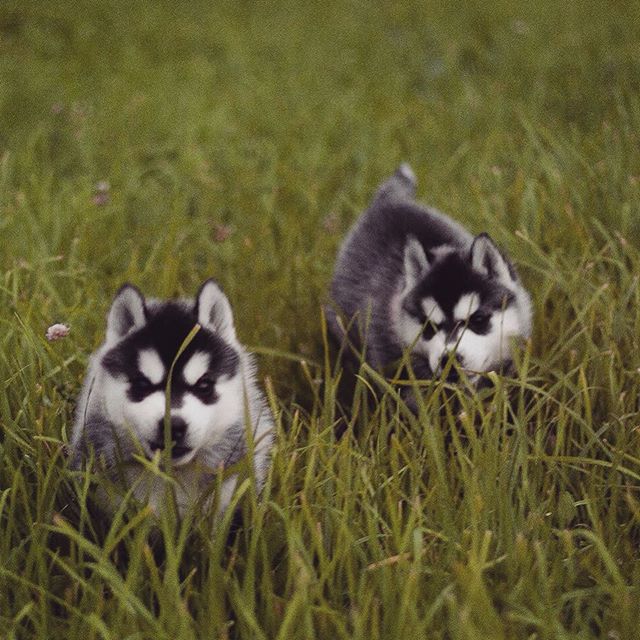 Цуценята Хаскі