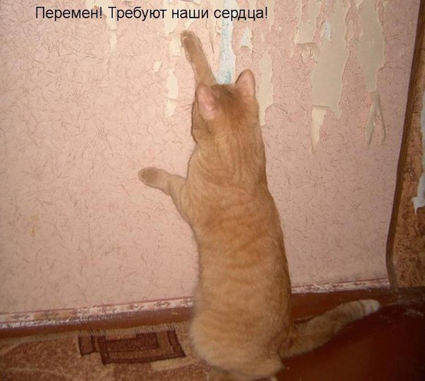 ТОП лучших котоматриц