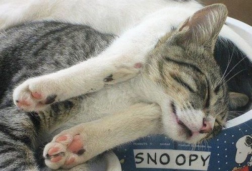 Вездесущие коты