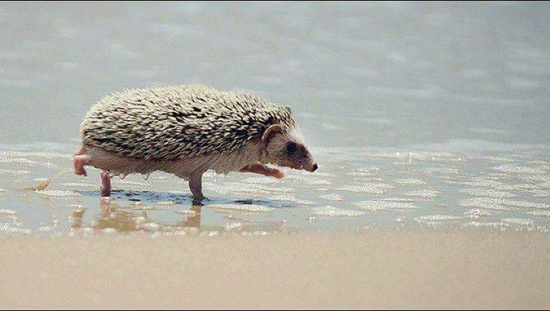Даже ежики уже на море, а ты - нет!