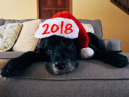 Мимимишные открытки с Новым годом собаки 2018