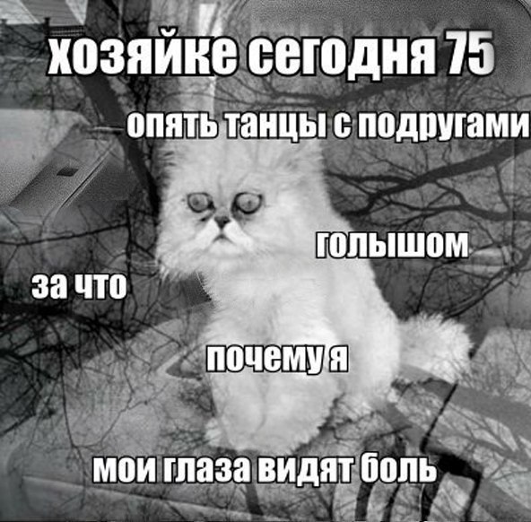 Трагические мемы от кота