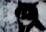 Говорящие коты