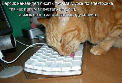 ТОП лучших котоматриц