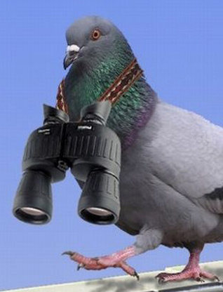 Любовь и голуби