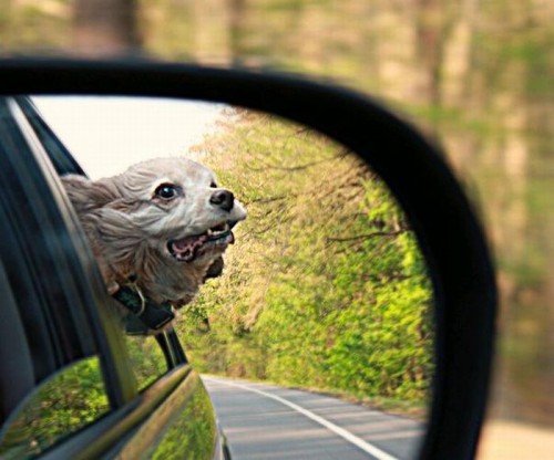 Смешные собаки в машинах
