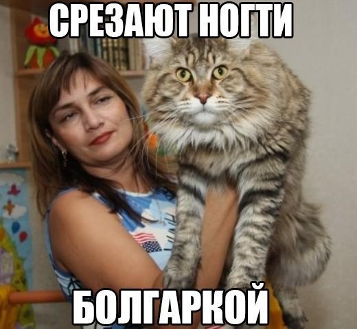 Подборка мемов про мини кота