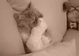 Будили кота 