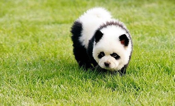 Милые щенки чау-чау в роли панд