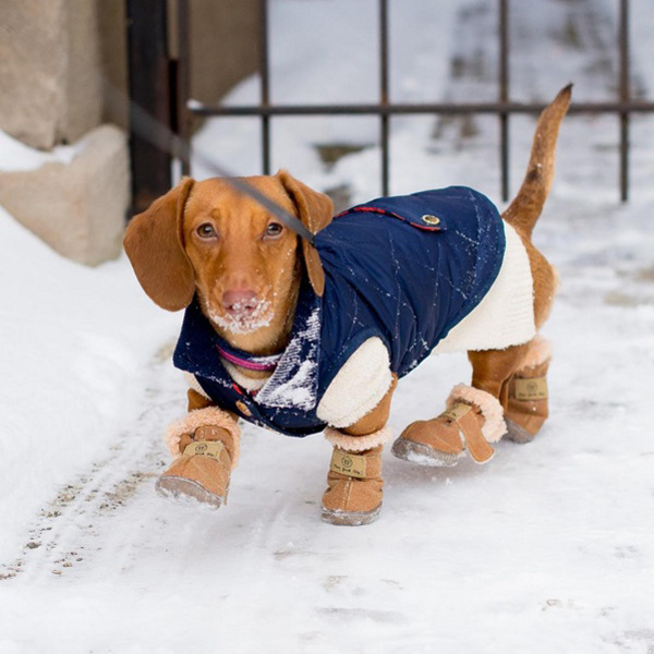 Модные собачки