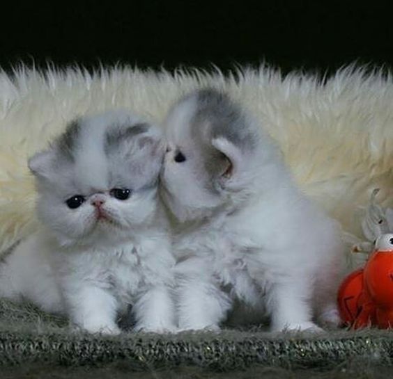 Самые смешные коты: фото породы персидская чайная