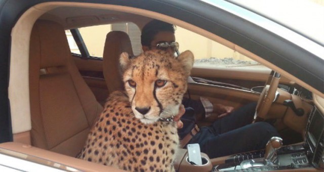 Такое возможно только в Дубаи