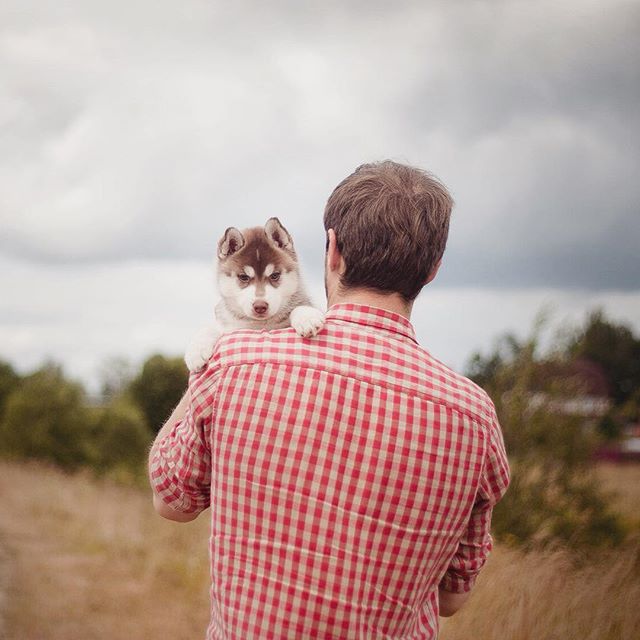 Цуценята Хаскі