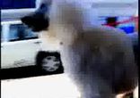 поводырь