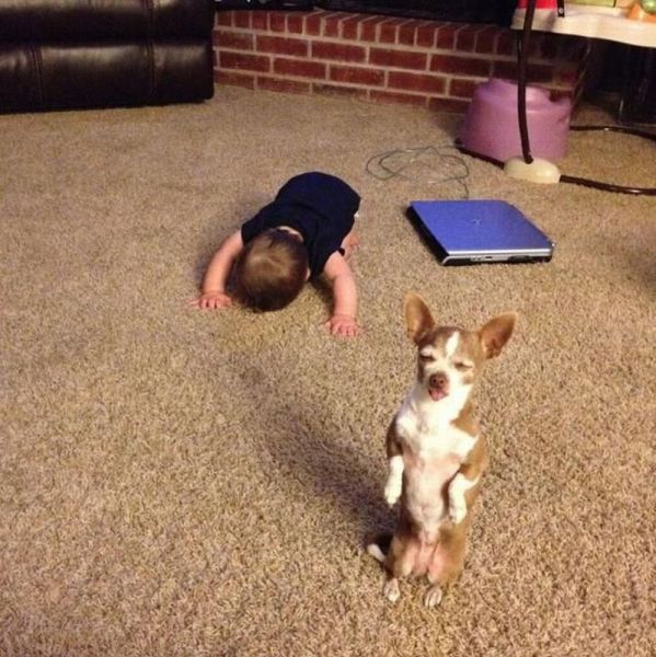 Собака - ребенка убивака