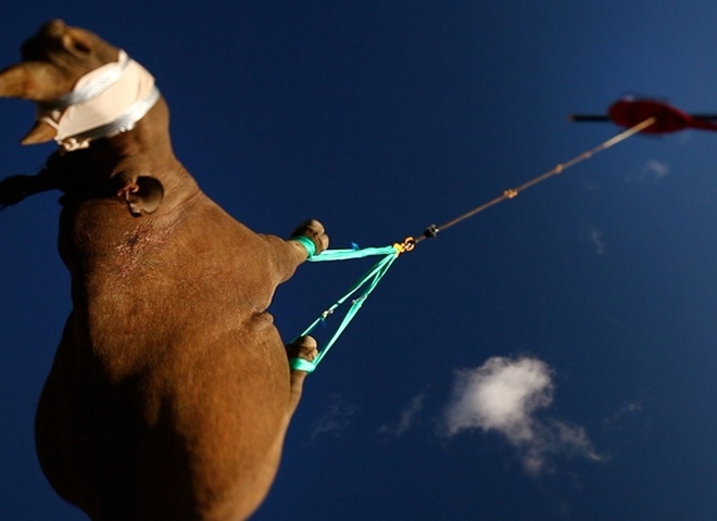 як літають носороги