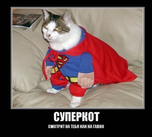 Демотиваторы про котэ