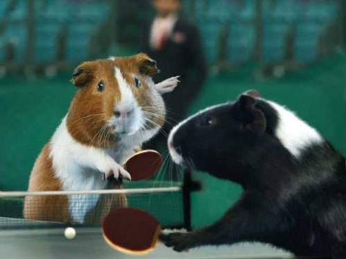 Свинья олимпиада