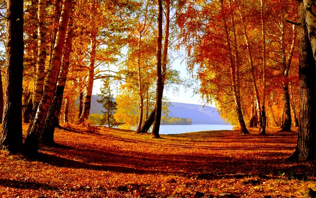 Осенний лес и озеро