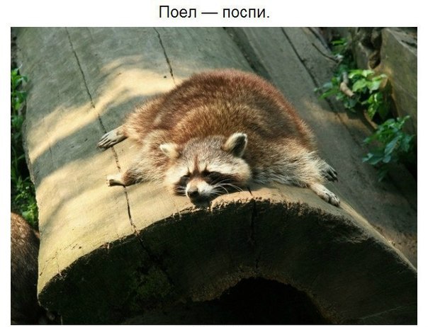 10 принципов жизни енота
