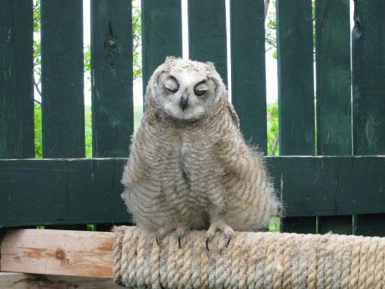 Похмельные совы