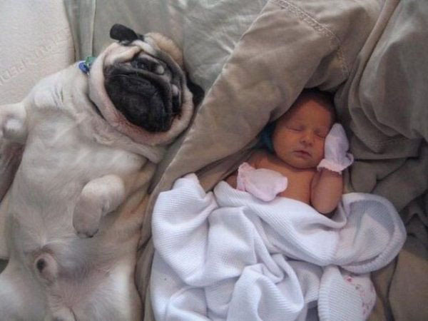 Мимимишные снимки малышей с собачками