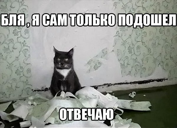 Веселые котейки