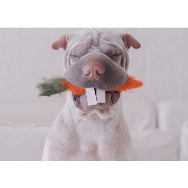 Шарпей Паддингтон