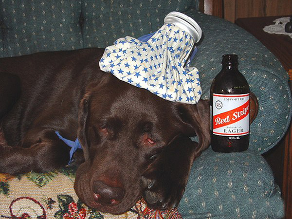 Тяжелое собачье утро