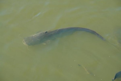 Животные из Чернобыля