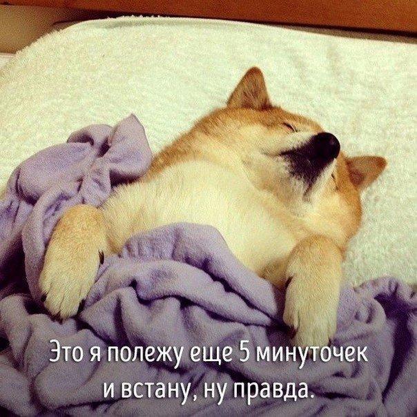 Животные совсем как мы