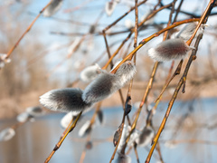 Яке свято відзначають 25 квітня