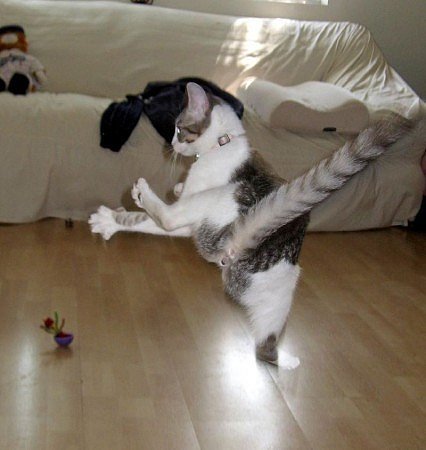 В мире животных