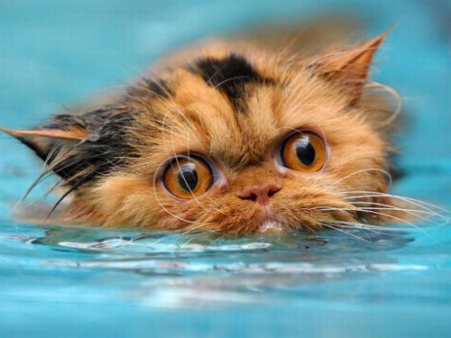 Коты водолазы