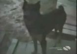funny-dogs