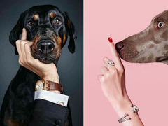 Руки и собаки: 12 фотографий с питомцами, которые ты захочешь повторить