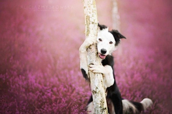 Бесподобные снимки собак от Алисии Змысловски