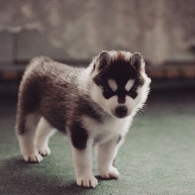 Цуценята Хаскі